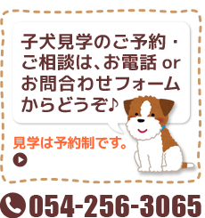 交配犬のご紹介 ジャックラッセルテリア専門ブリーダーピュア